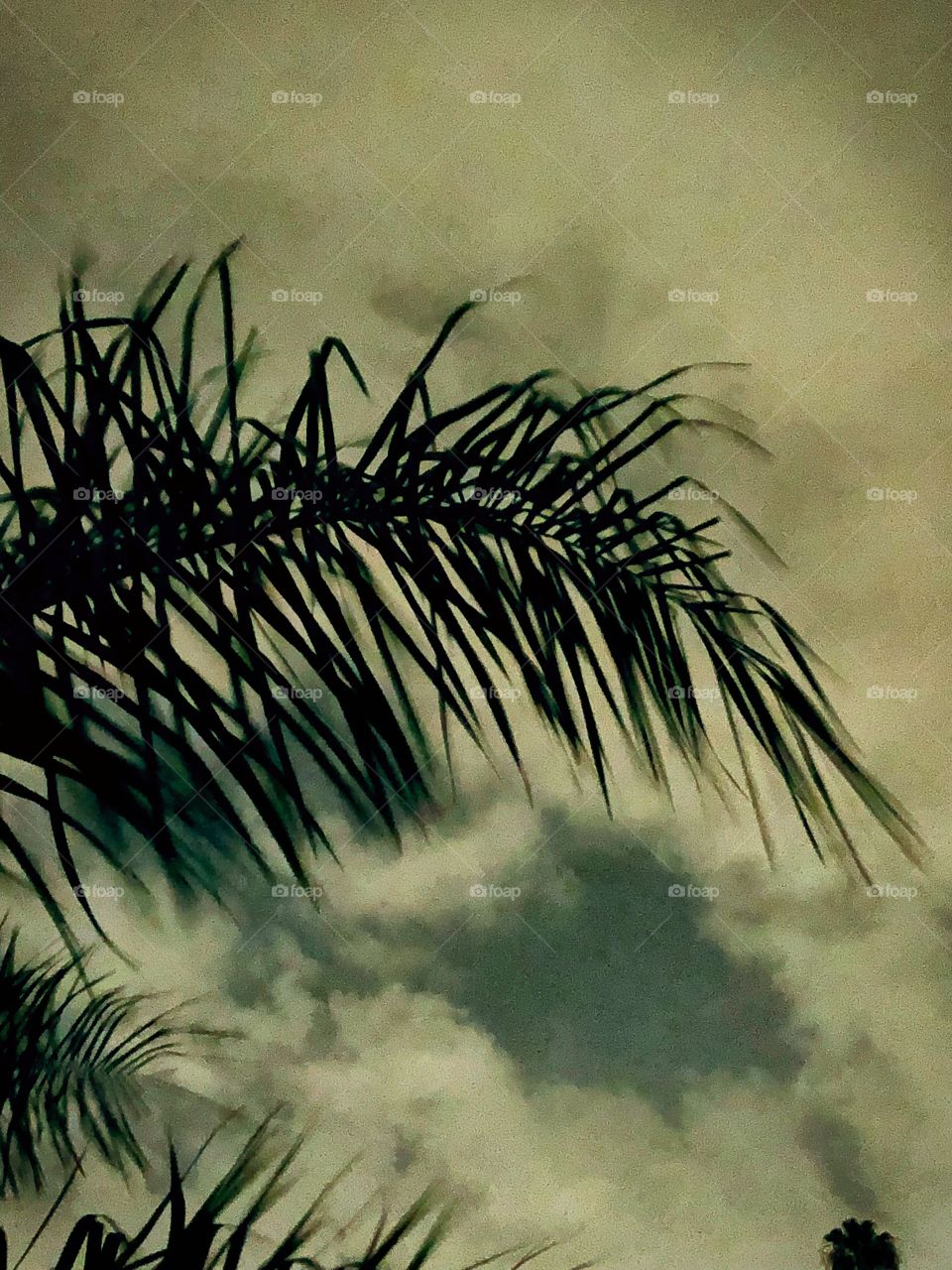 Palm frond against the night sky. 