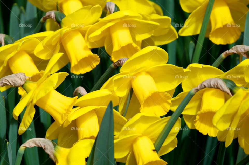 Yellow Easter daffodils