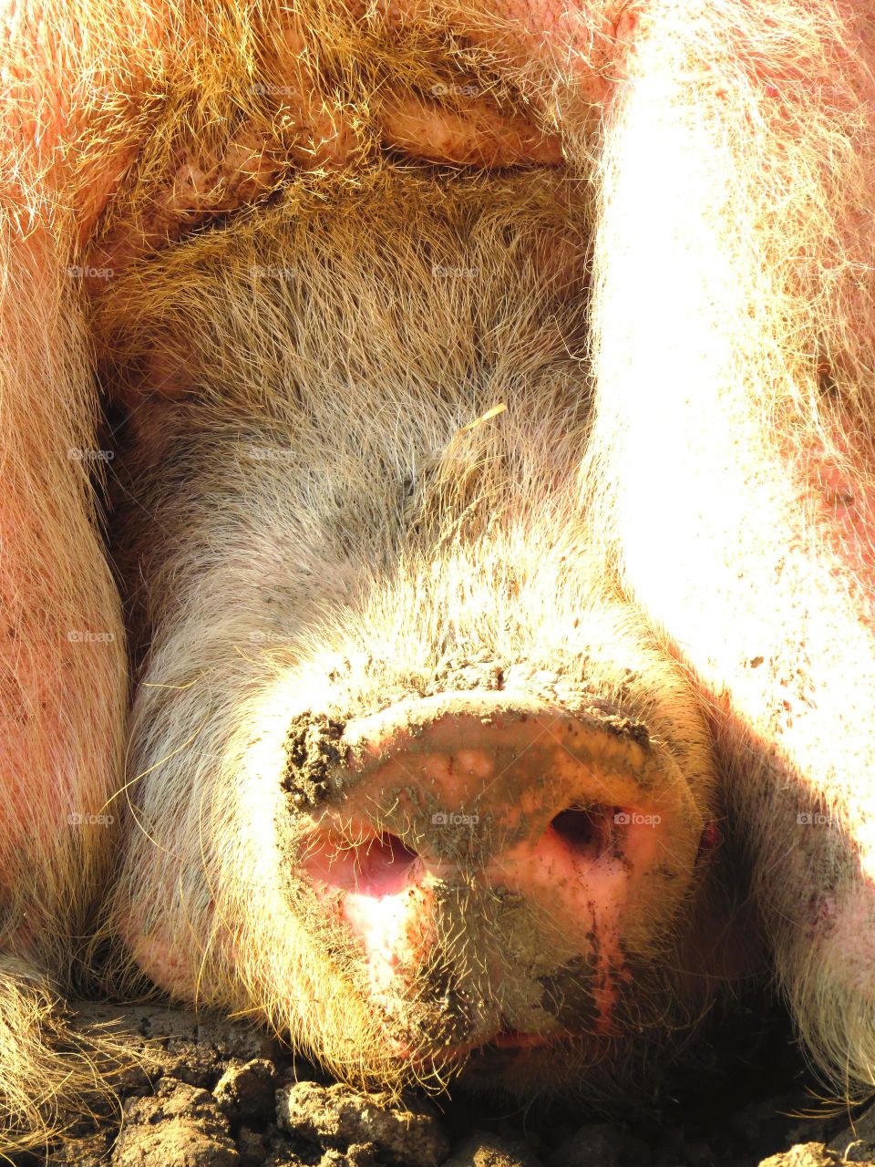 pig snout