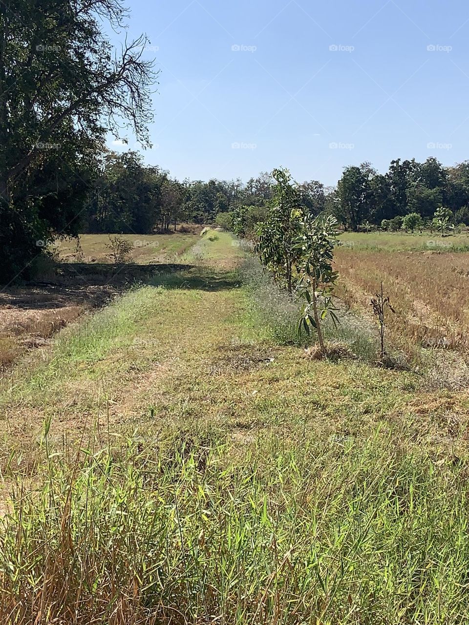 The stories of the nature, Countryside (Thailand)