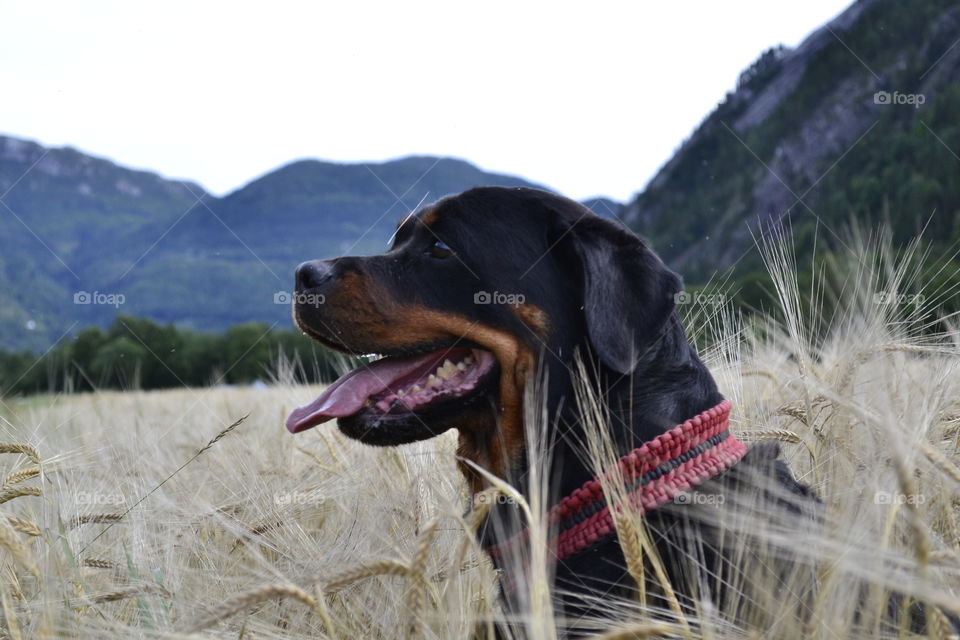 Smiling dog at the country in Norway