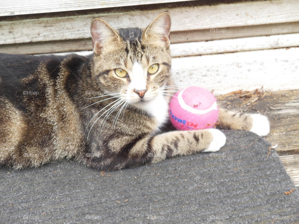 a yellow bright eyed Tabby and her pink tennis ball