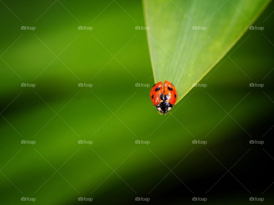 red ladybug in top of green leaves background