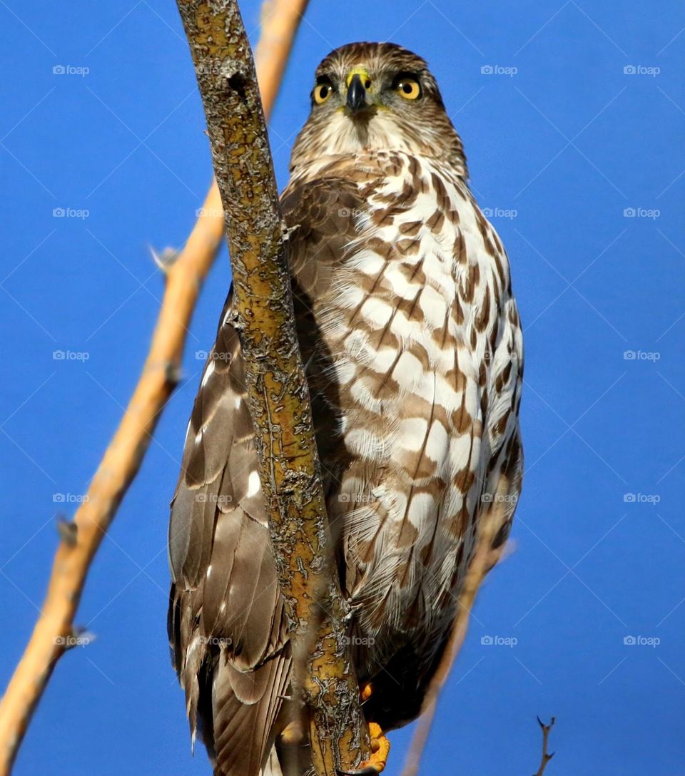 Cooper's Hawk Perched in Tree