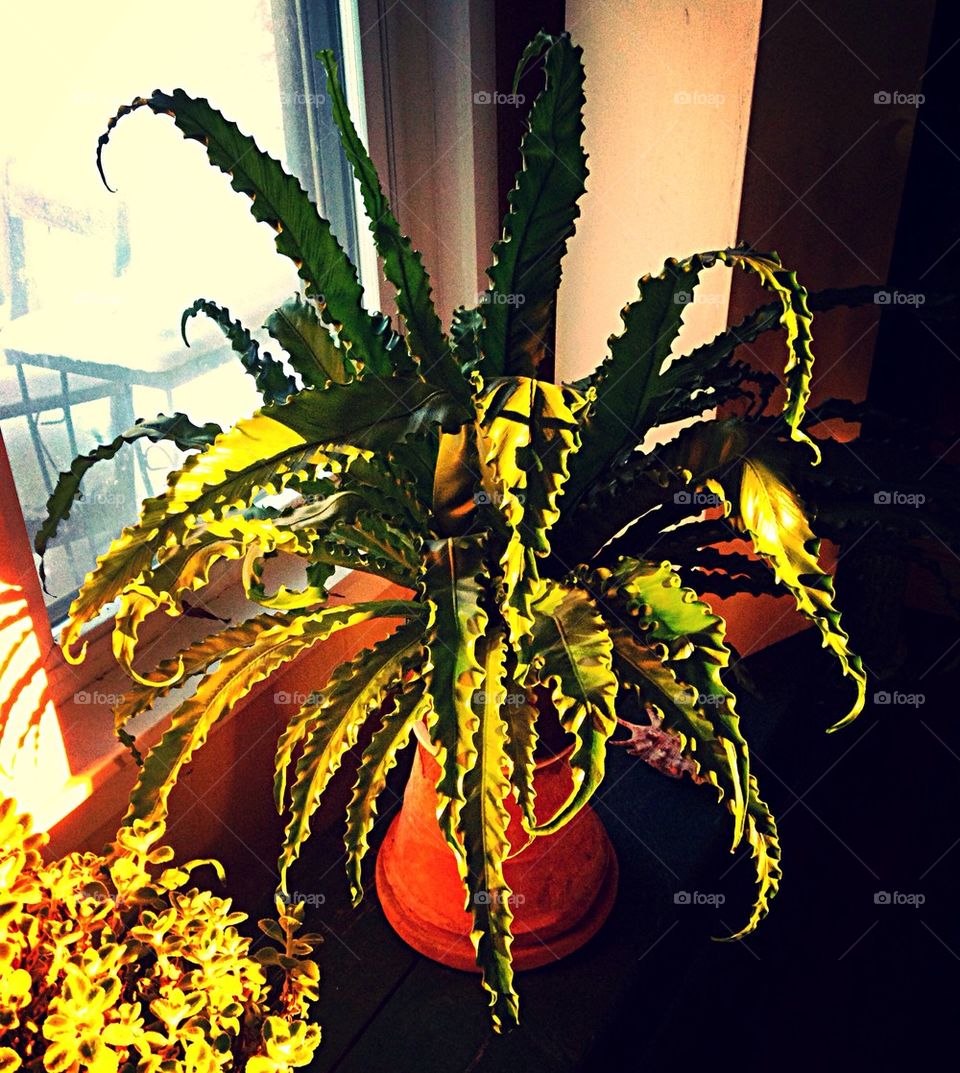 Sunset Houseplant