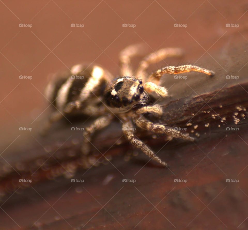 A jumping spider.