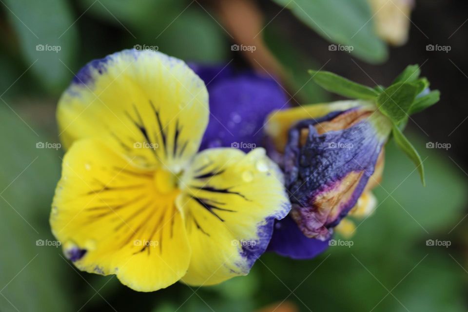 Dropletes of water on the flower