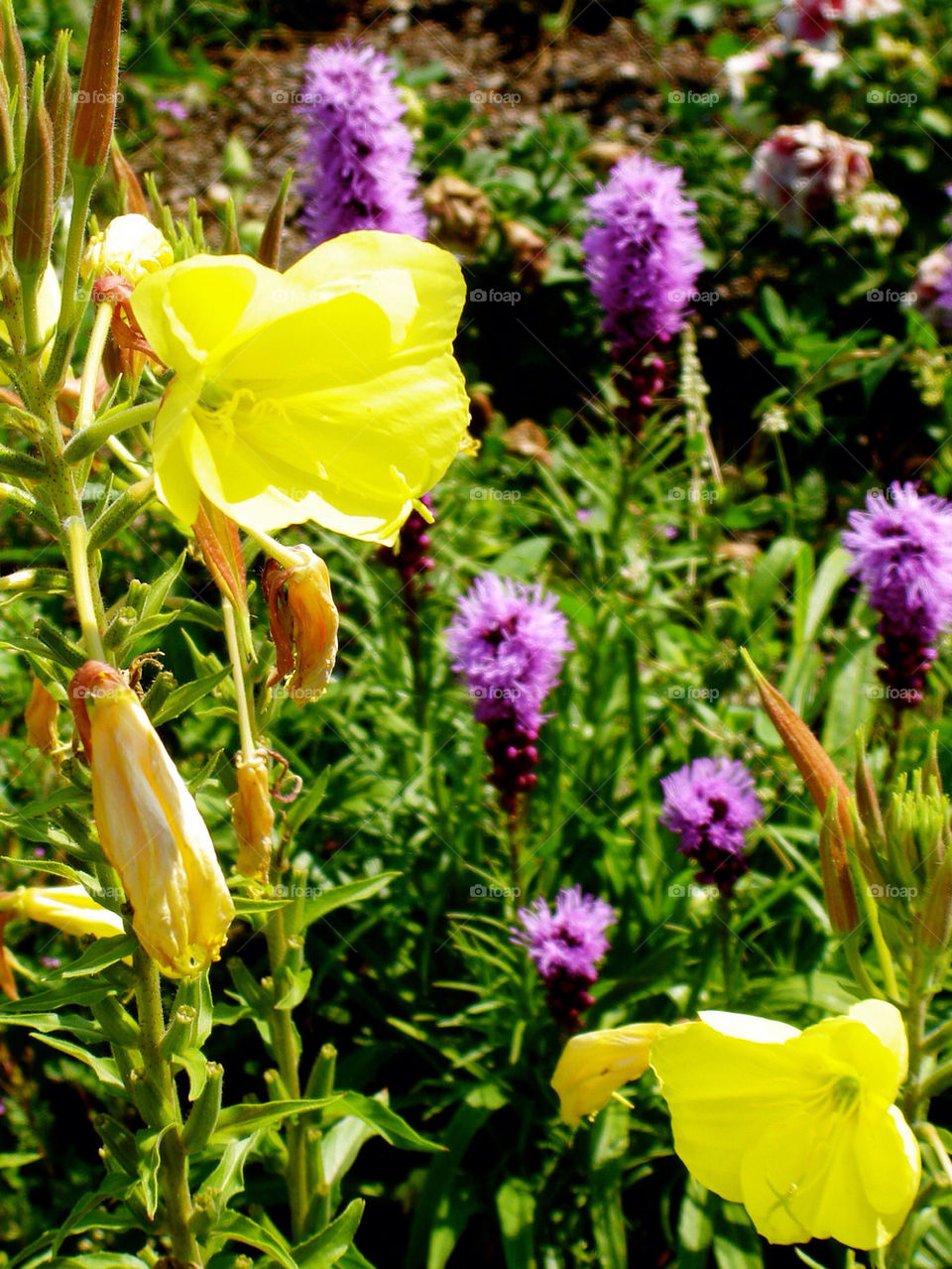 flowers yellow purple by refocusphoto