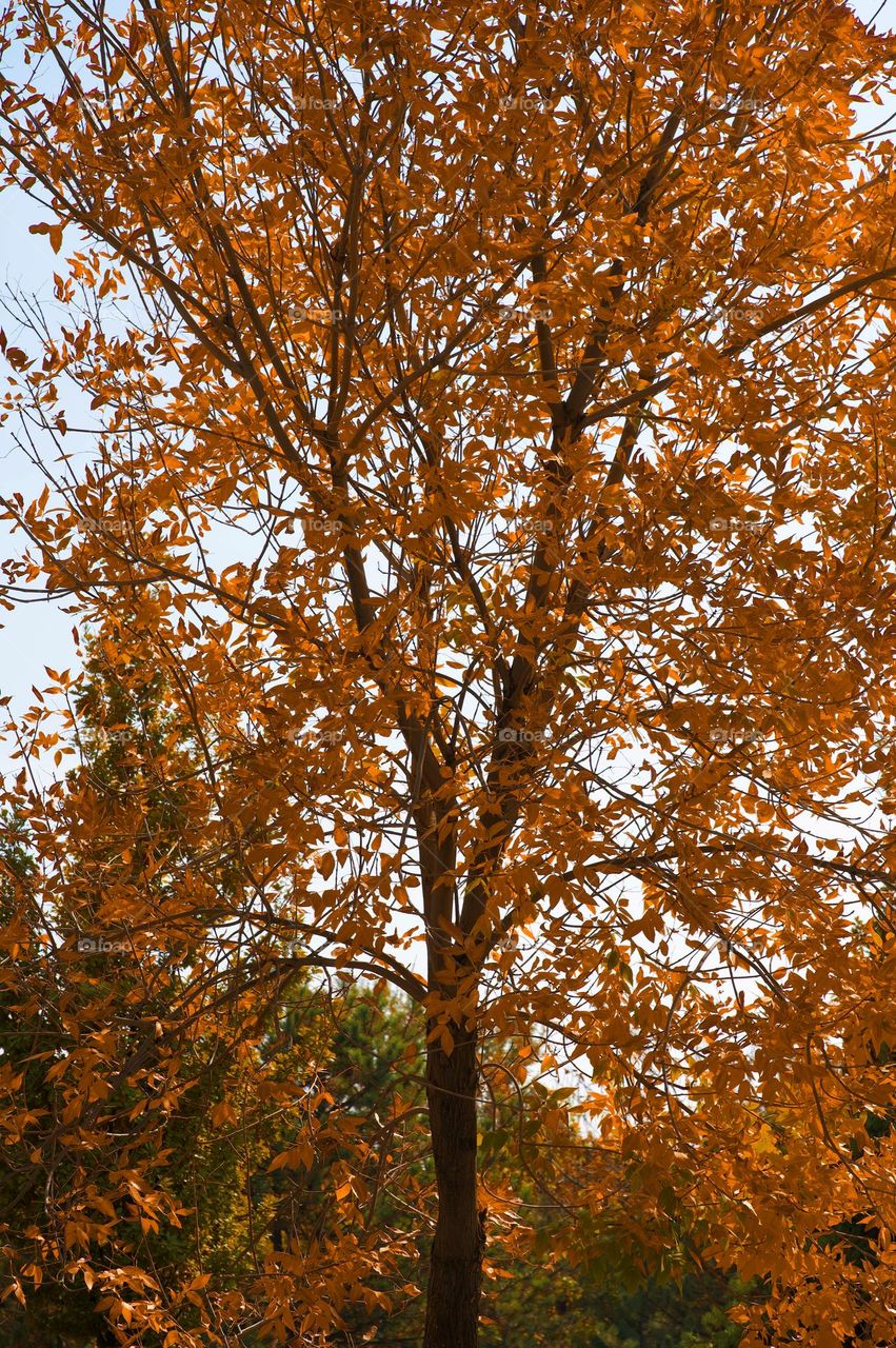 Autumn Tree 