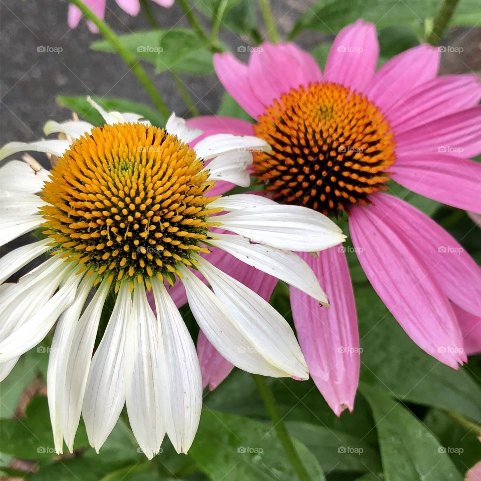 Anomaly of a single white coneflower amongst the purple horde, brightens the day in an unexpected way.