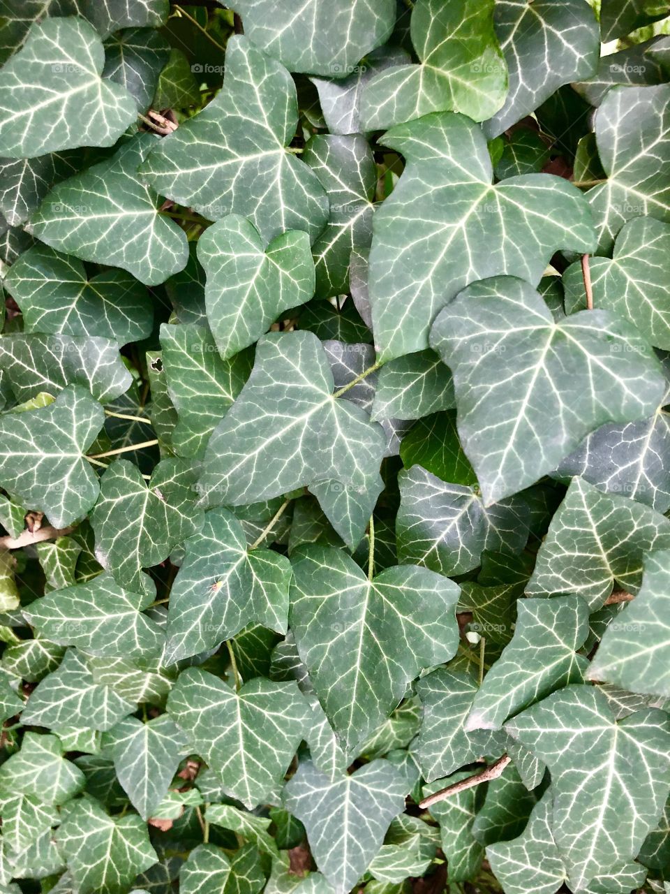 Ivy