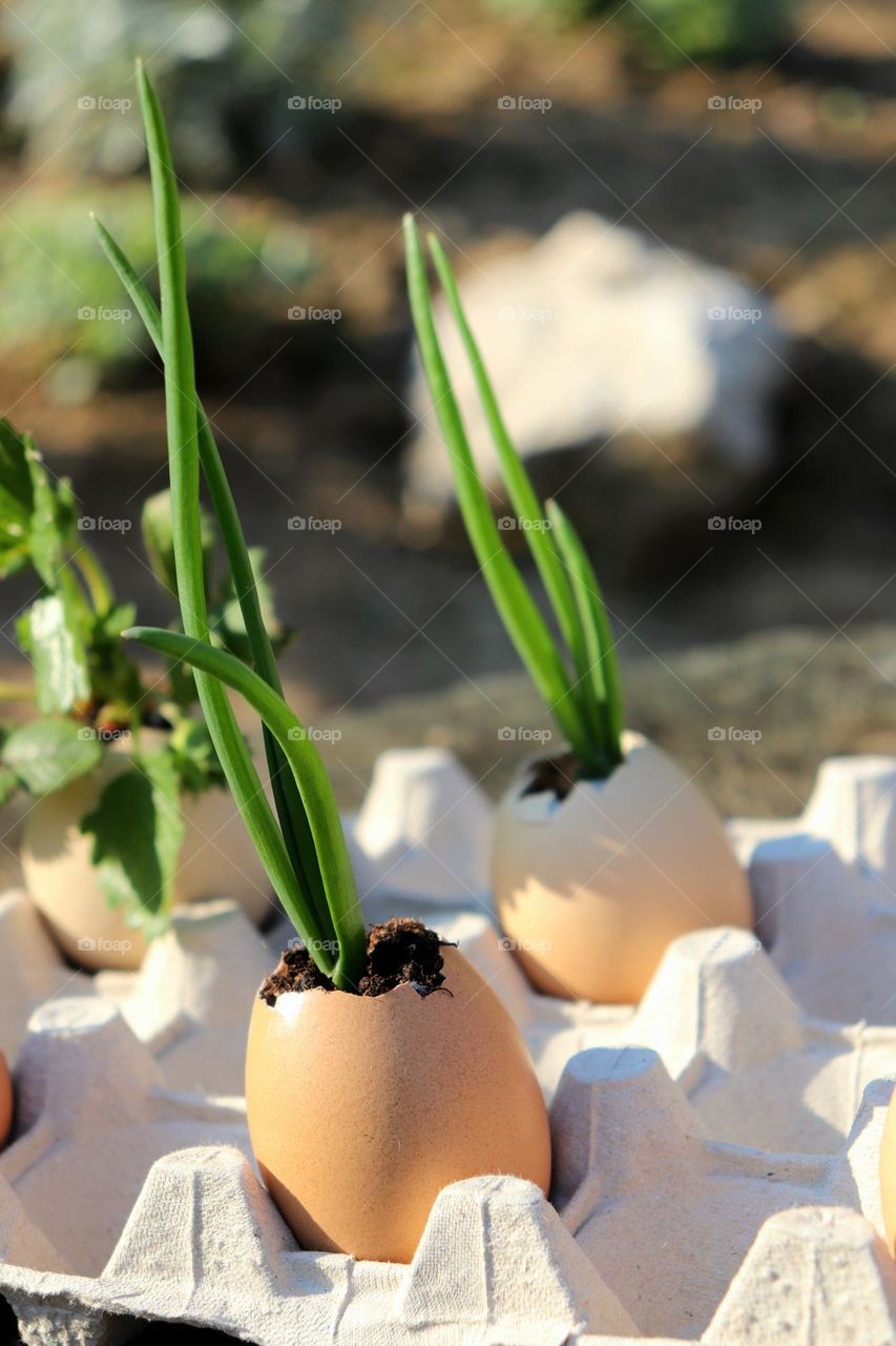 Plant Plants to Celebrate Earth Day