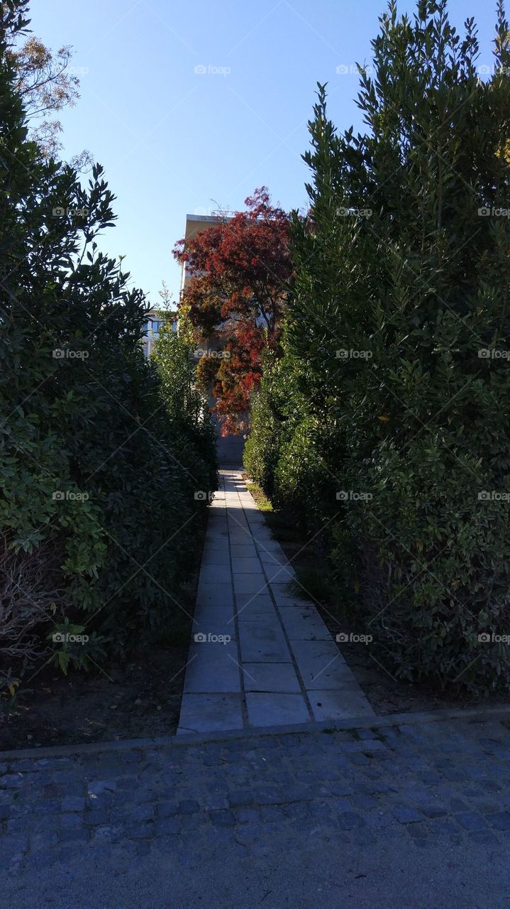 No Person, Tree, Guidance, Road, Leaf