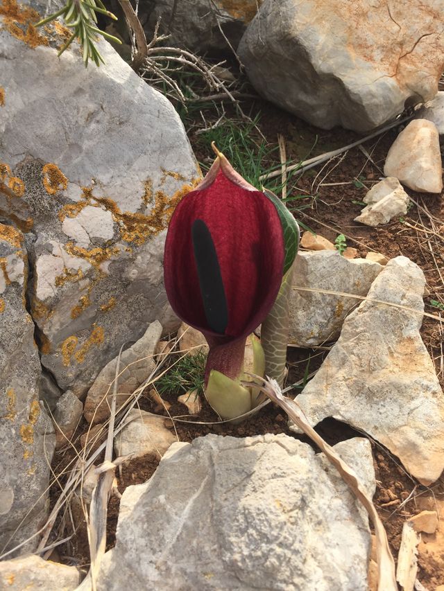 The vibrant red between the rocks of Spain 