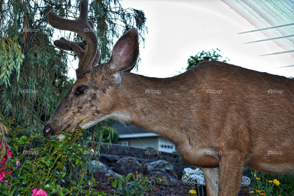 Buck deer munching on roses. This young 4-point buck, caught eating the roses this week, handsome fellow, velvet still on antlers...