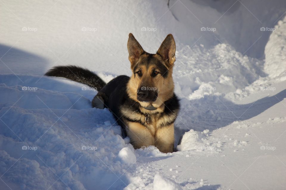 What a handsome boy lounging in the snow