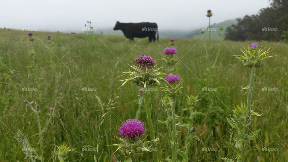 Cow in a grass field, pink thistle blooming on hills