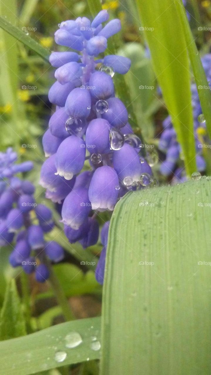 Mountain Blue Bells with Dew