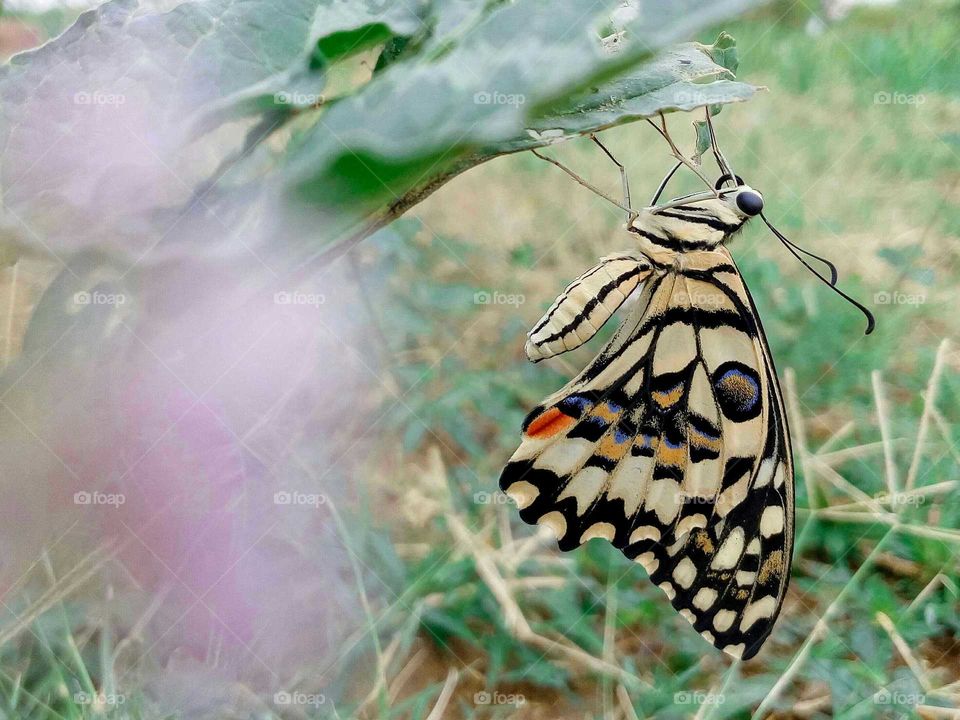 butterfly shows its colours