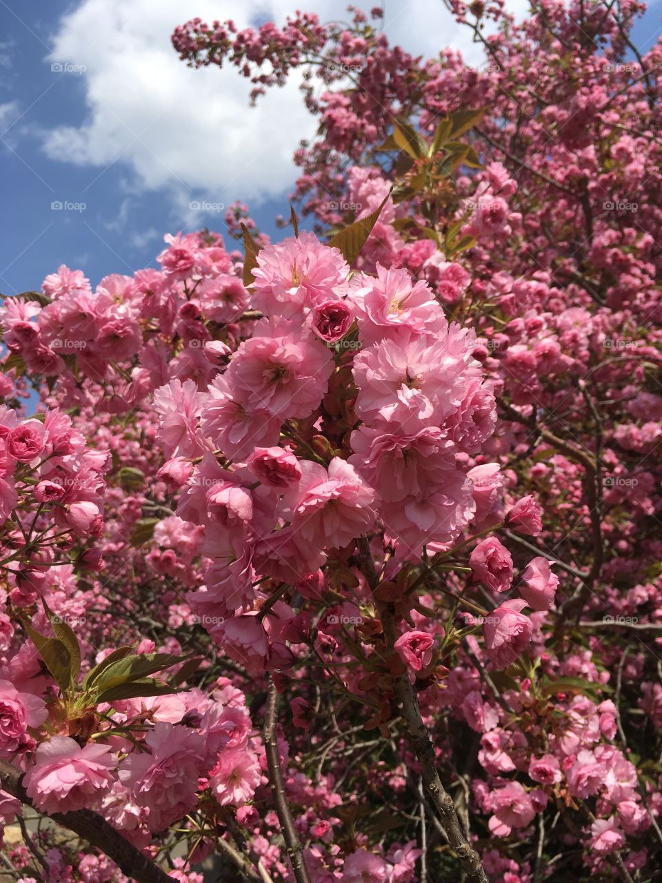 Cherry Blossom Tree at the Brooklyn Botanical Garden in New York 