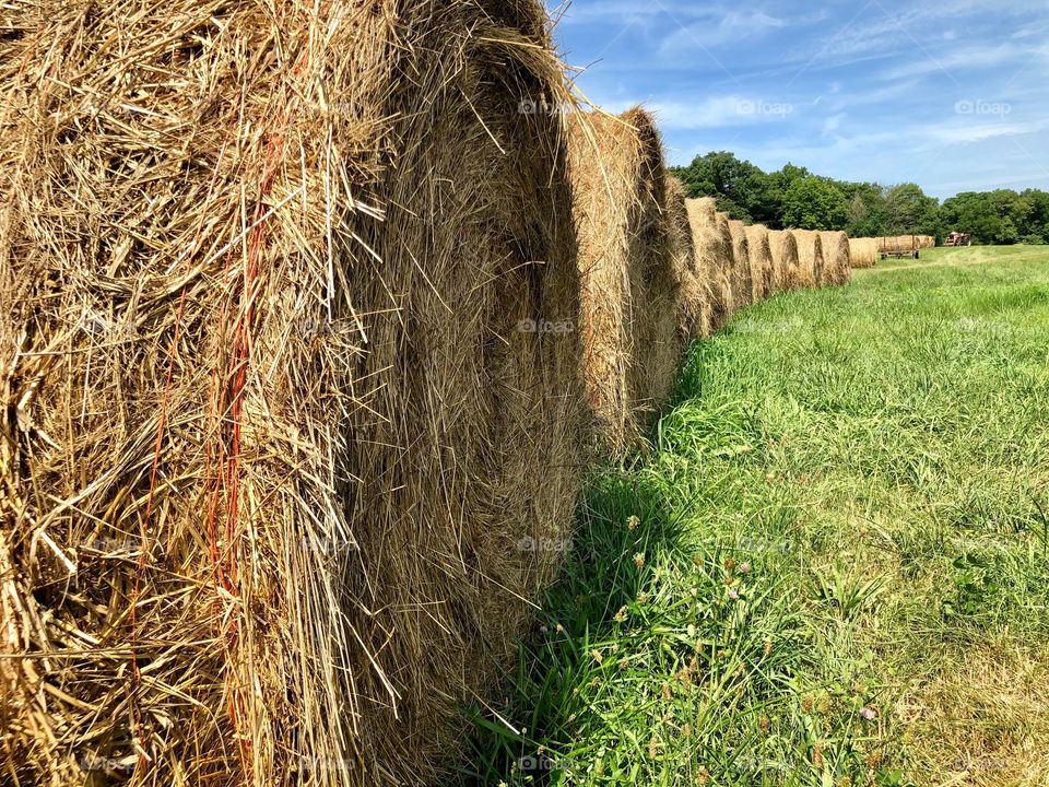 Farm life 