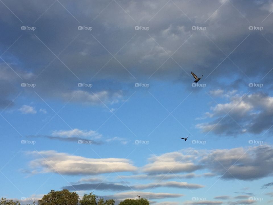 Birds and sky.