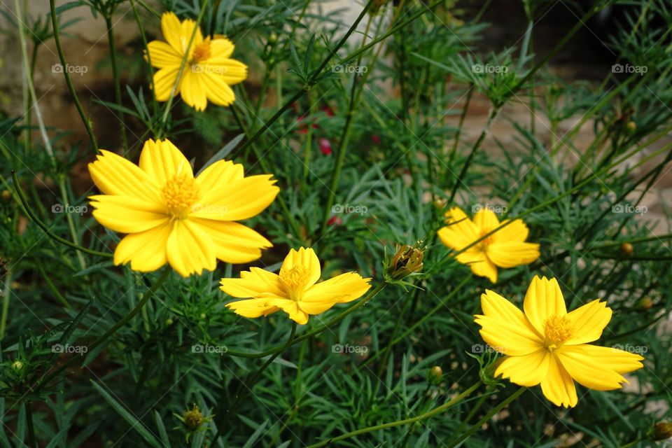 flowers on the edge of the road
