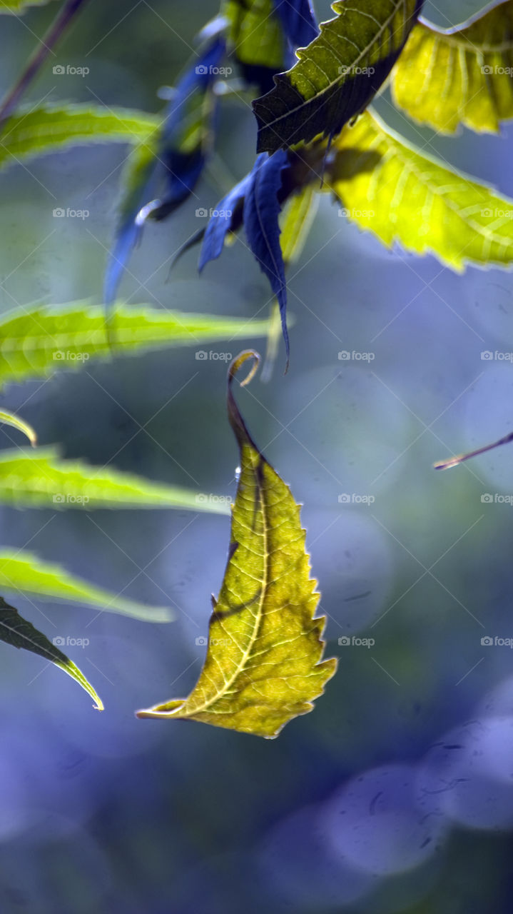 Leaf hanging on in air before it's final fall.