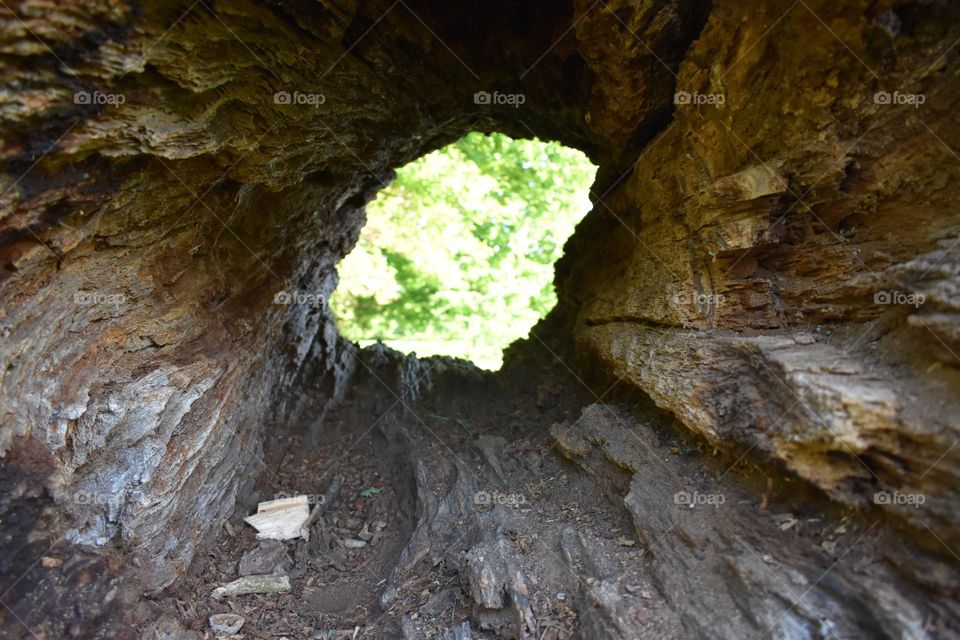 End of tunnel in a fallen tree