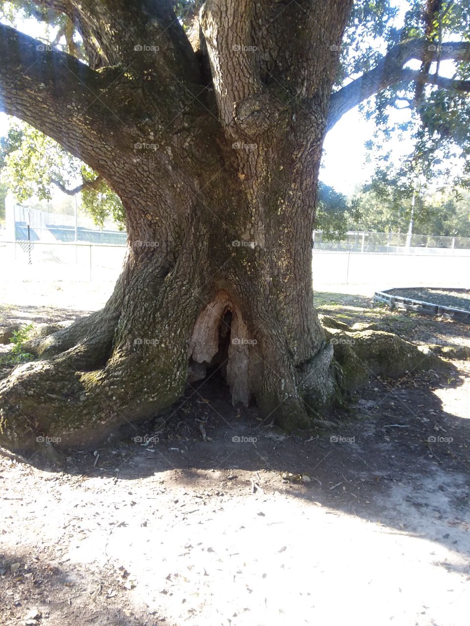 old tree in the park