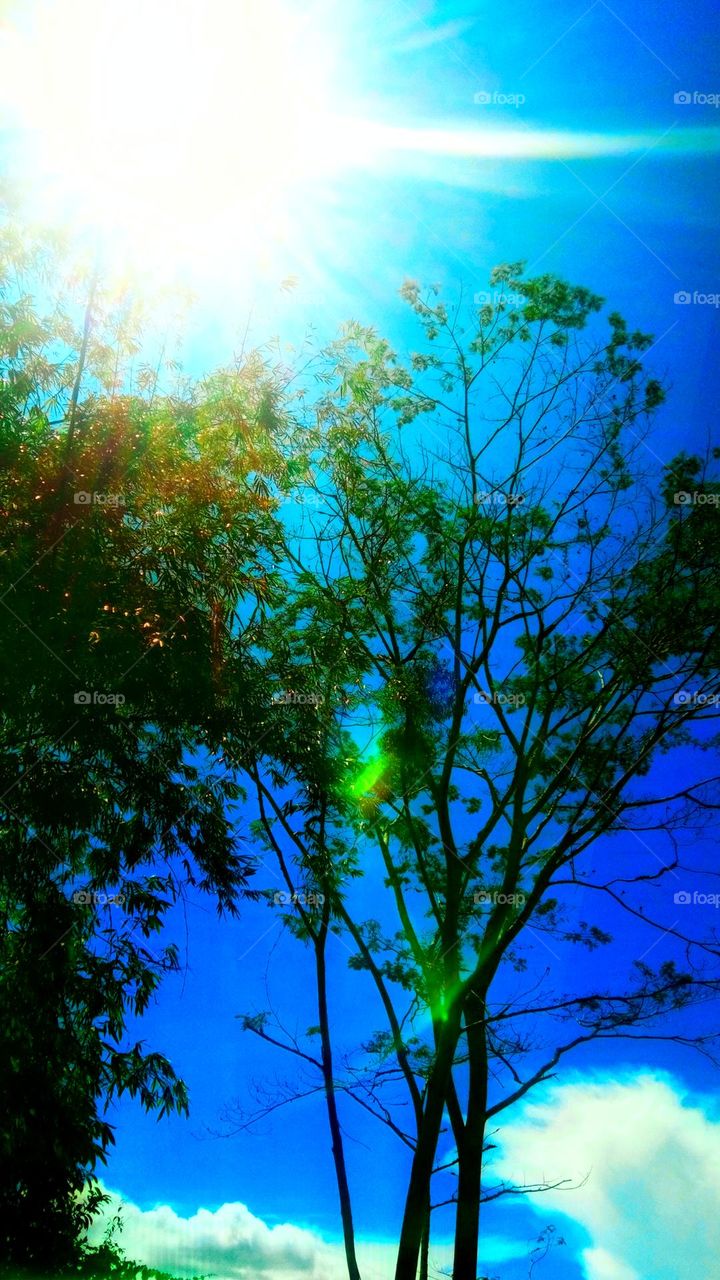 sun behind Bamboo & tree