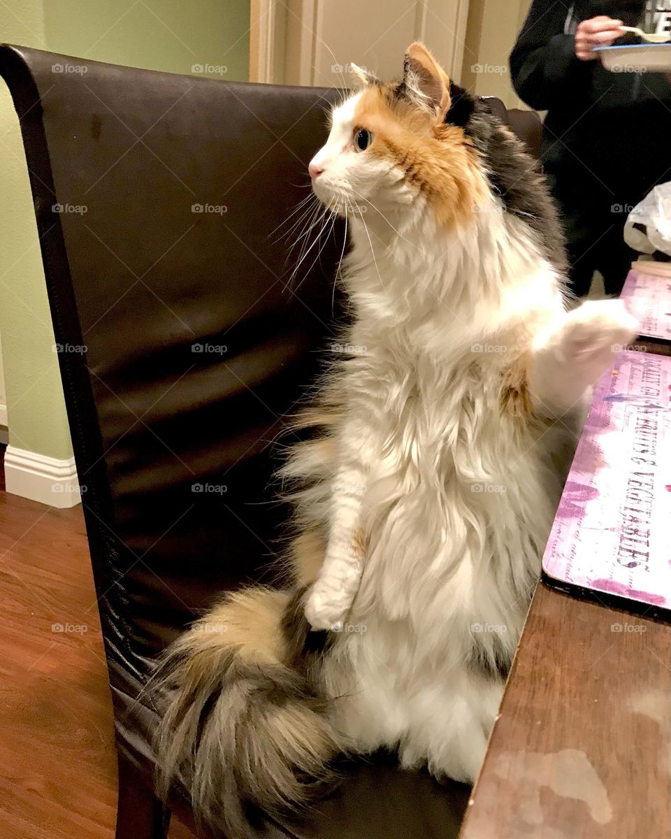 Kitty is standing to ask for her dinner