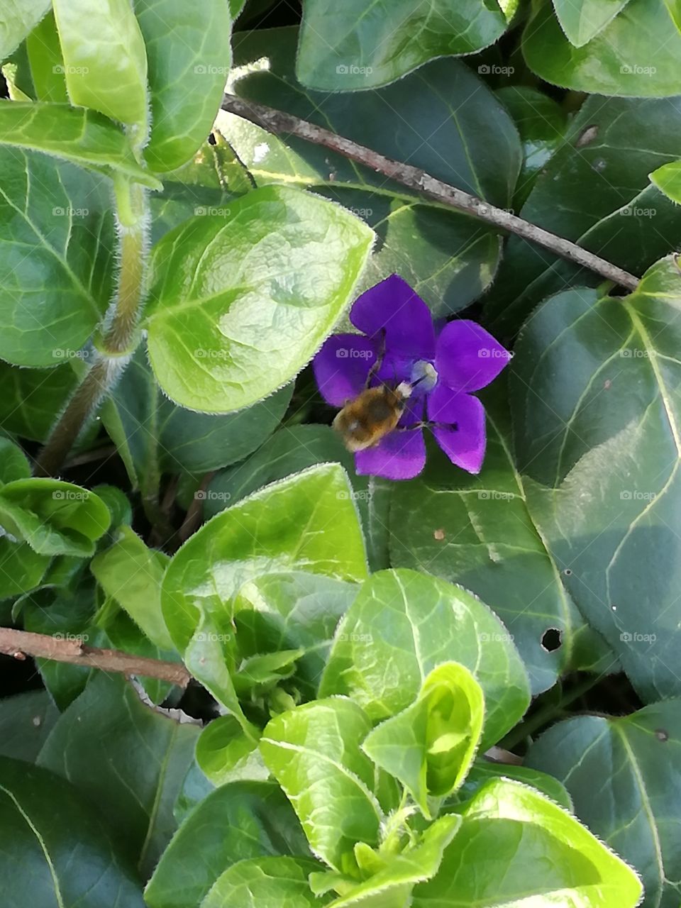 Bees are already at work: it's spring