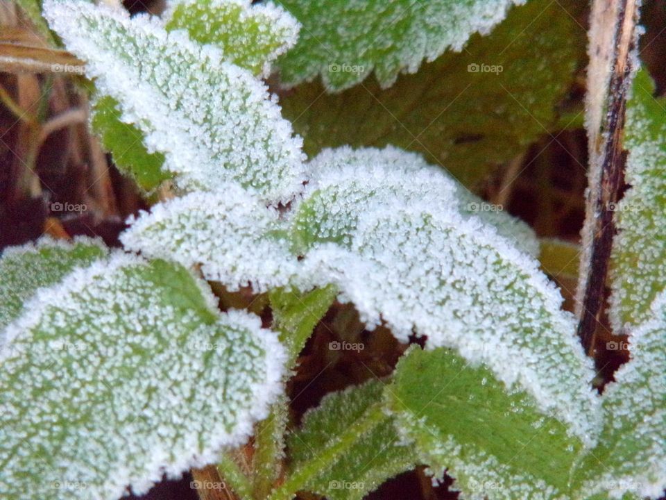 Frost auf den Blättern