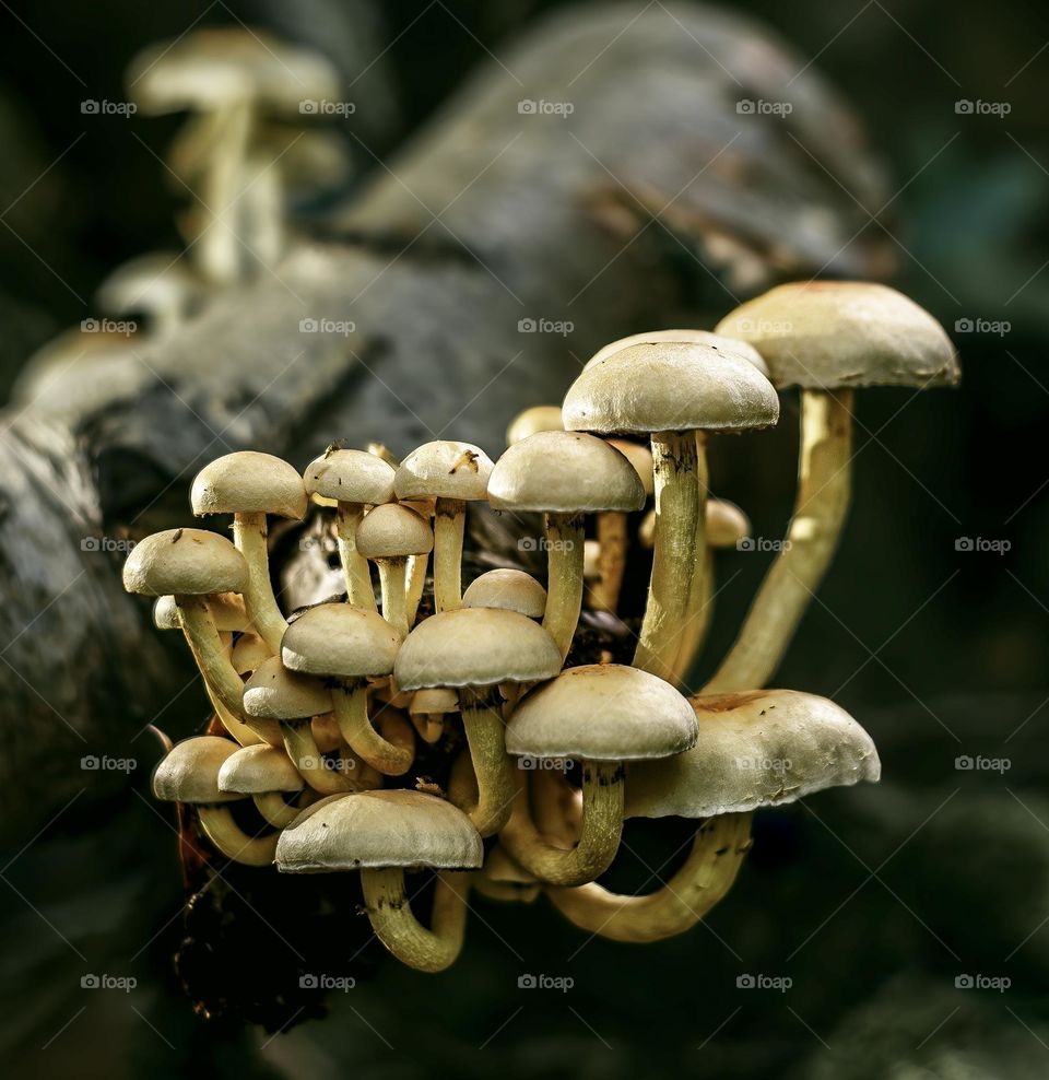 Sulphur tuft mushrooms growing on a log