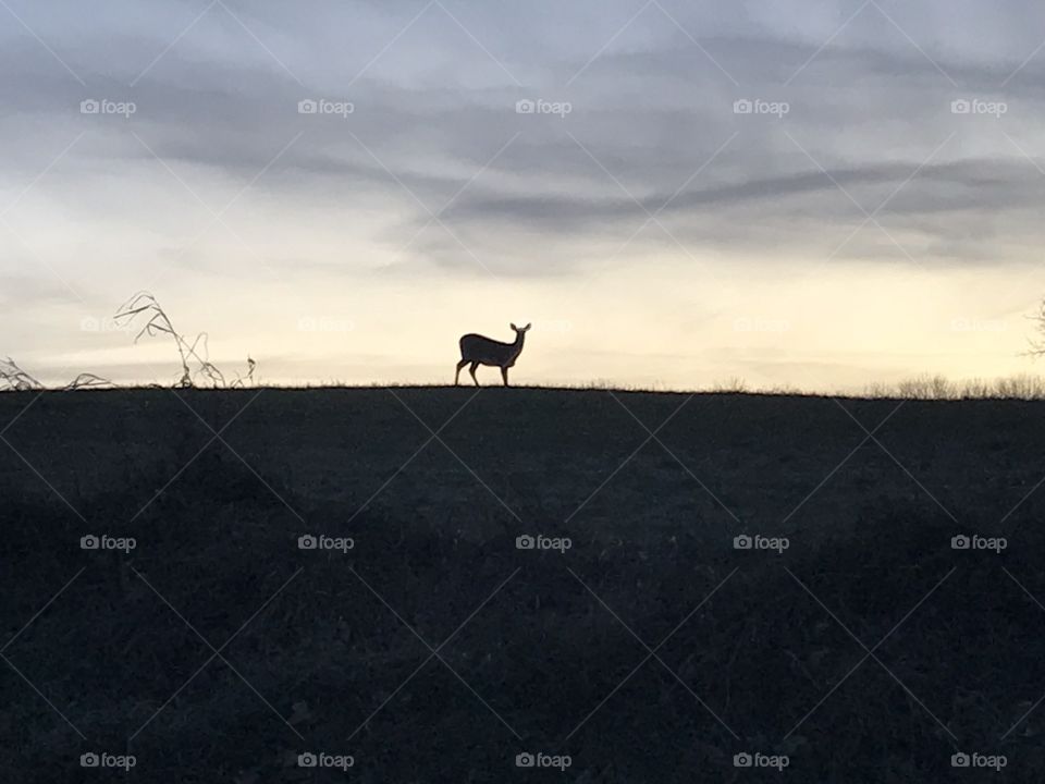 Deer in the distance