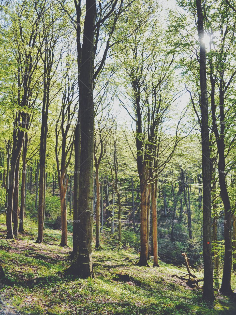 Wood, Tree, Landscape, Nature, No Person