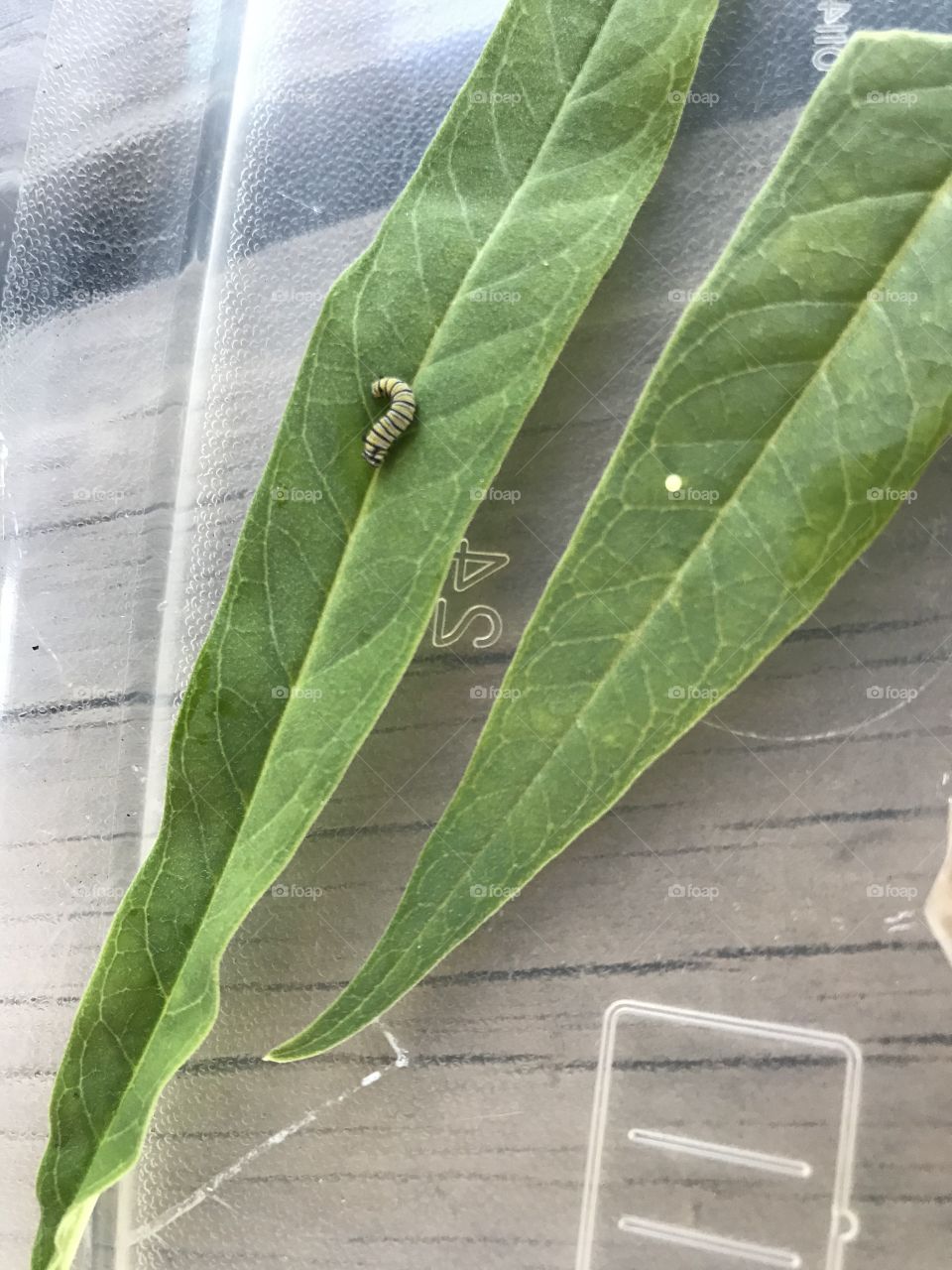 Monarch butterfly egg and caterpillar