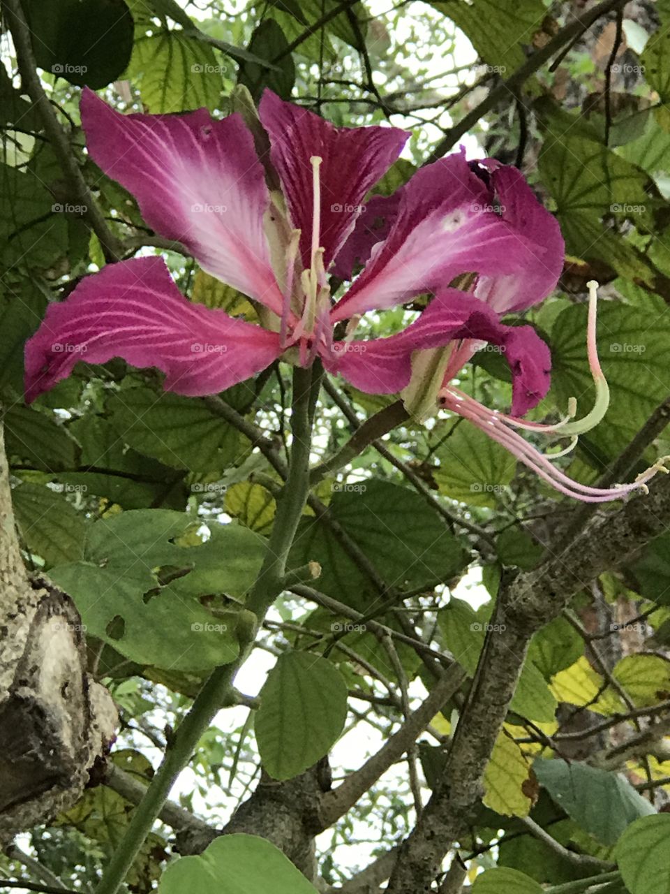 Orchid tree