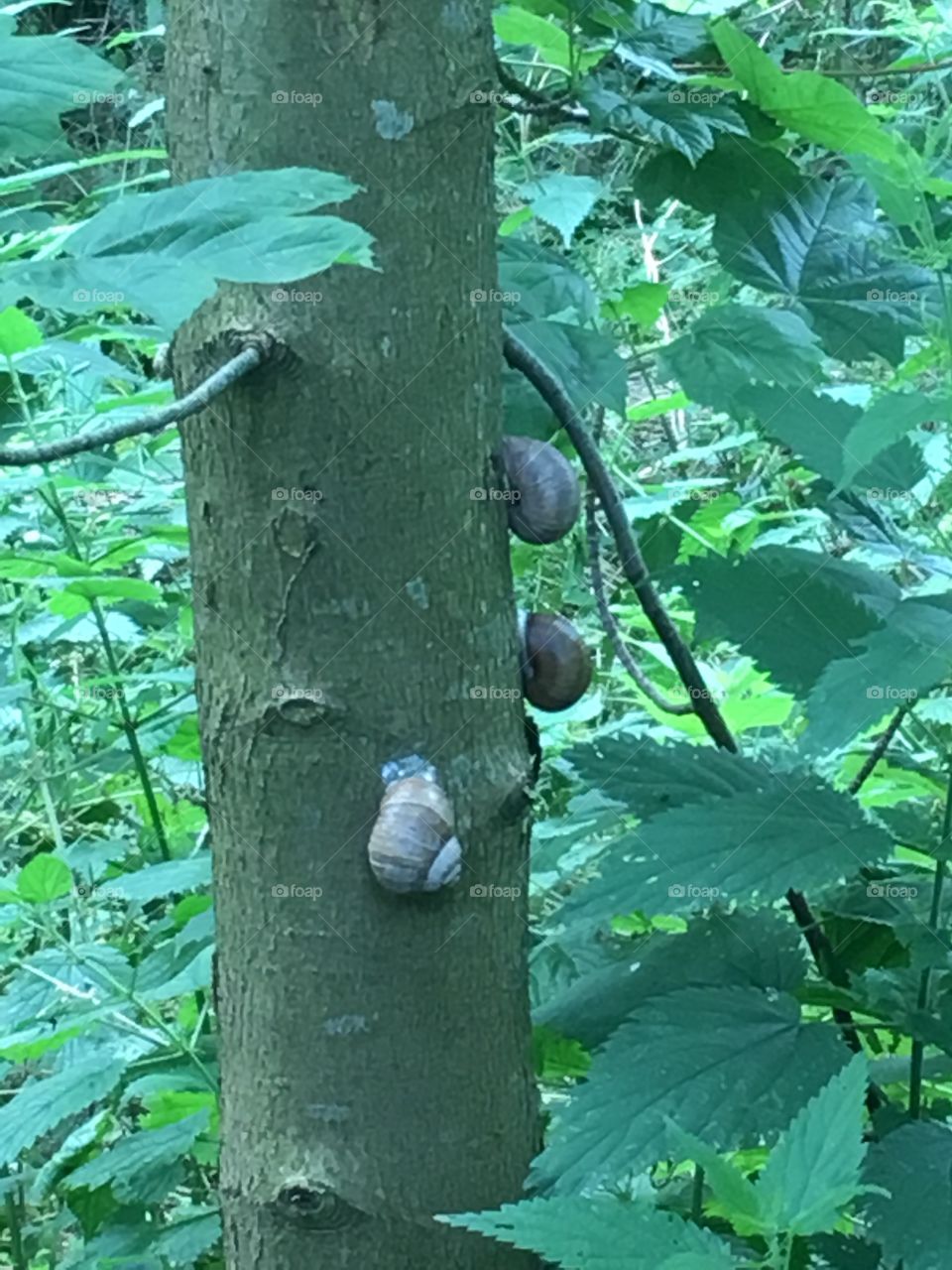 Three snails on one tree