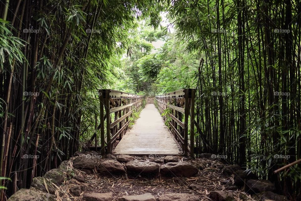 Empty boardwalk in forest