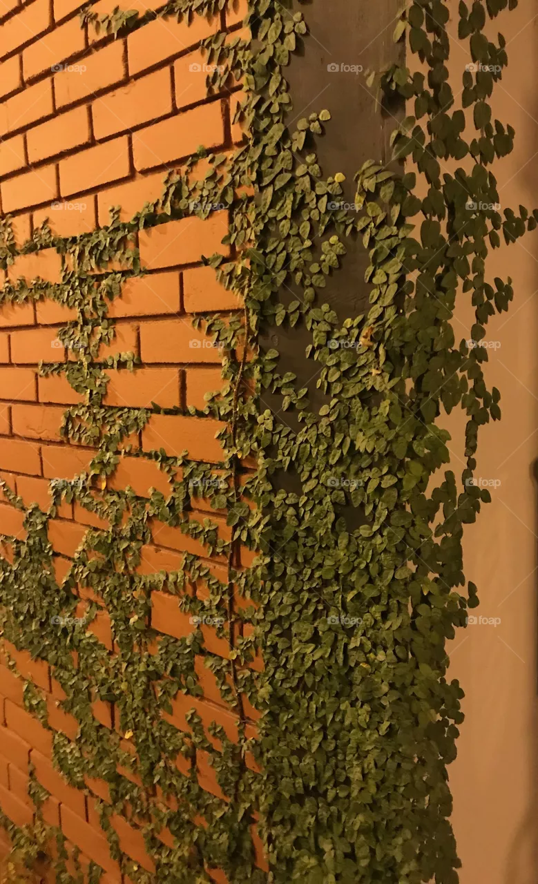 Growing 