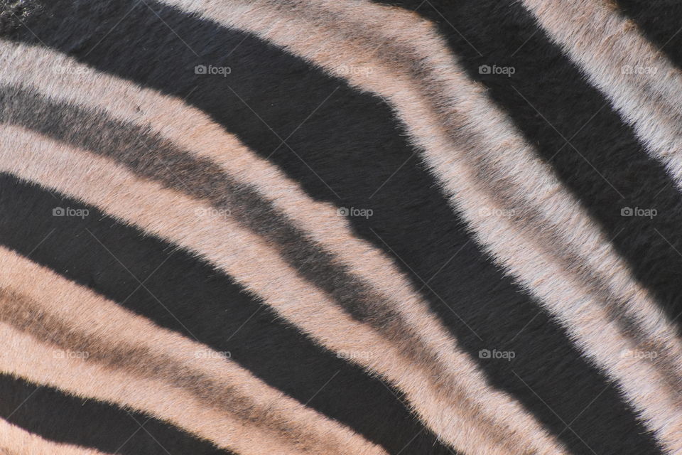 Zebra Texture
My Safari in South Africa