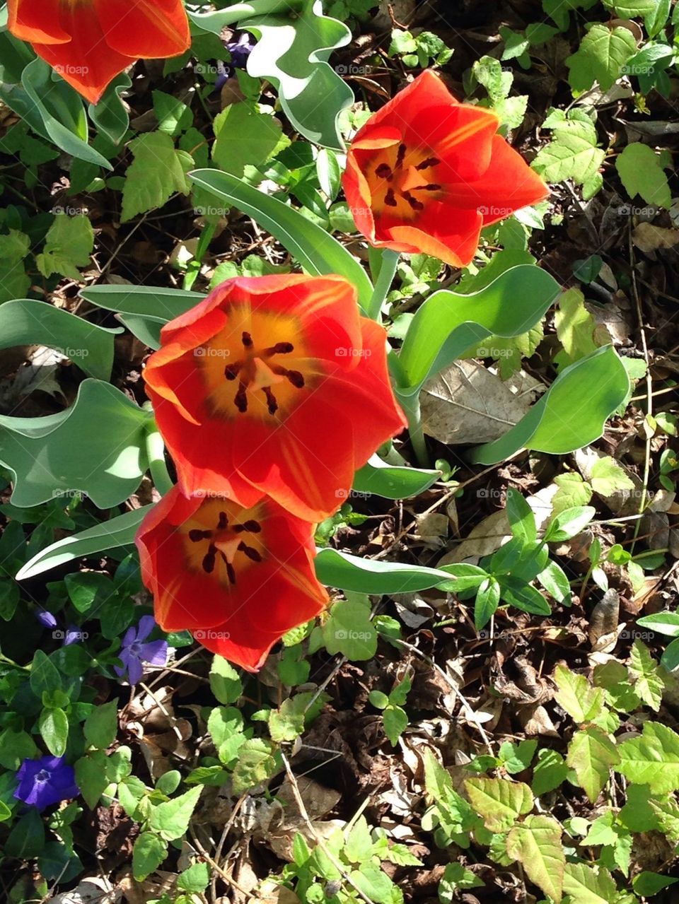 Tulips in Bloom