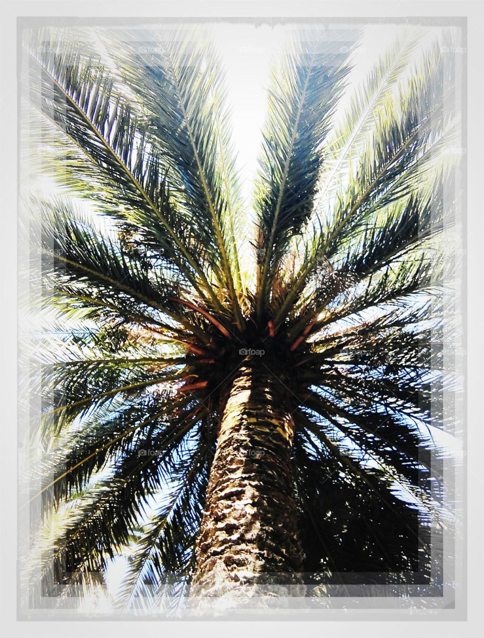 palm