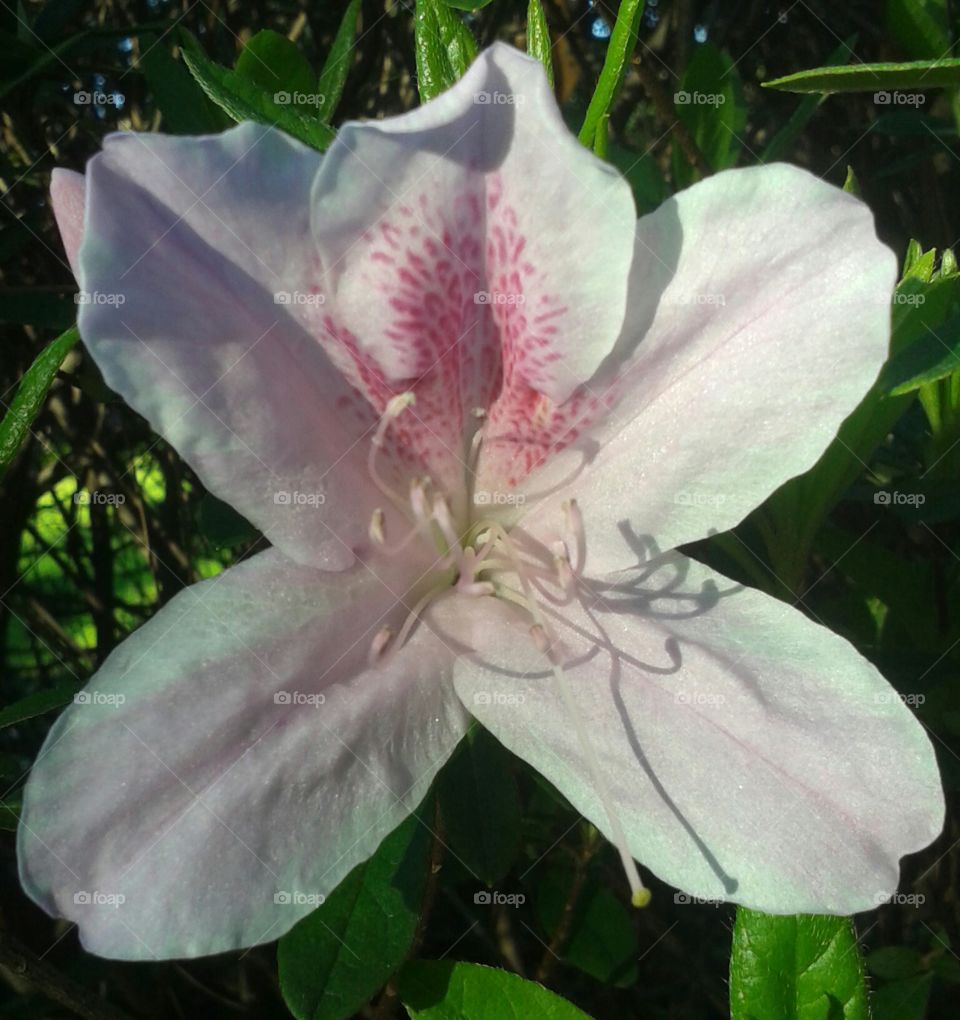 Flower, Nature, Flora, Beautiful, No Person