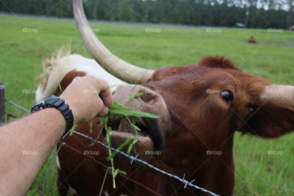 Feeding Longhorn cattle