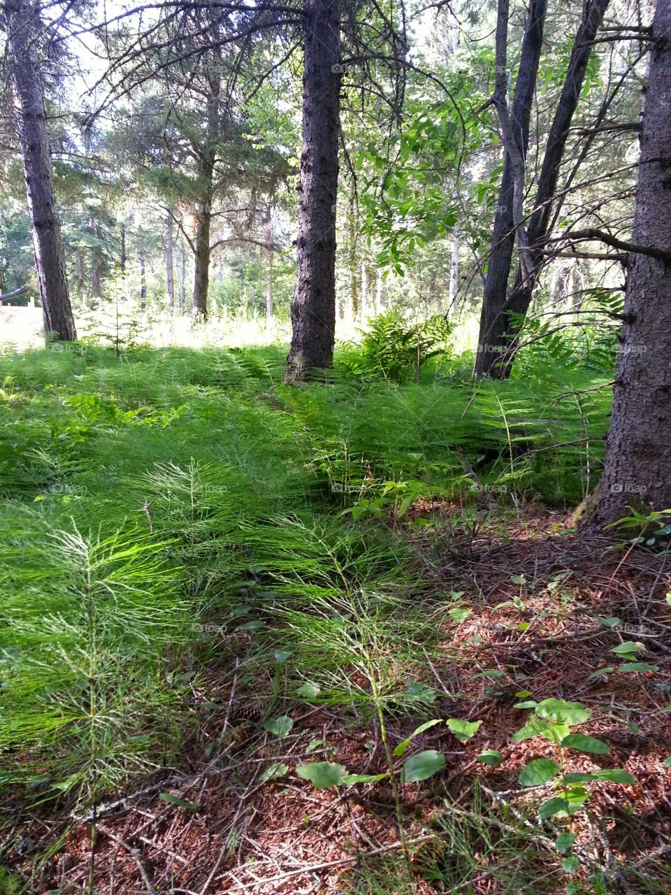 Understory vegetation in a forest