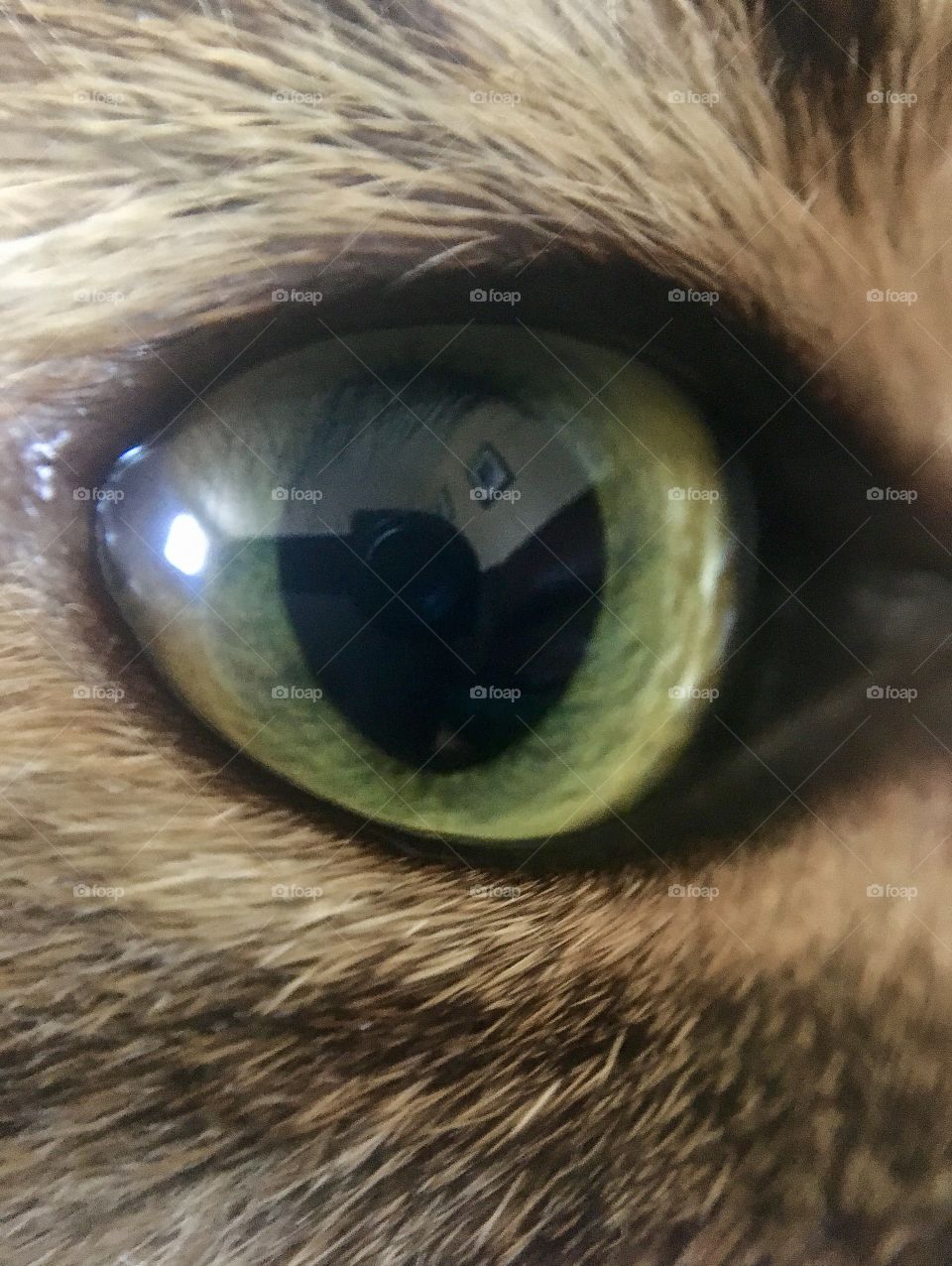 Take a picture of my eye