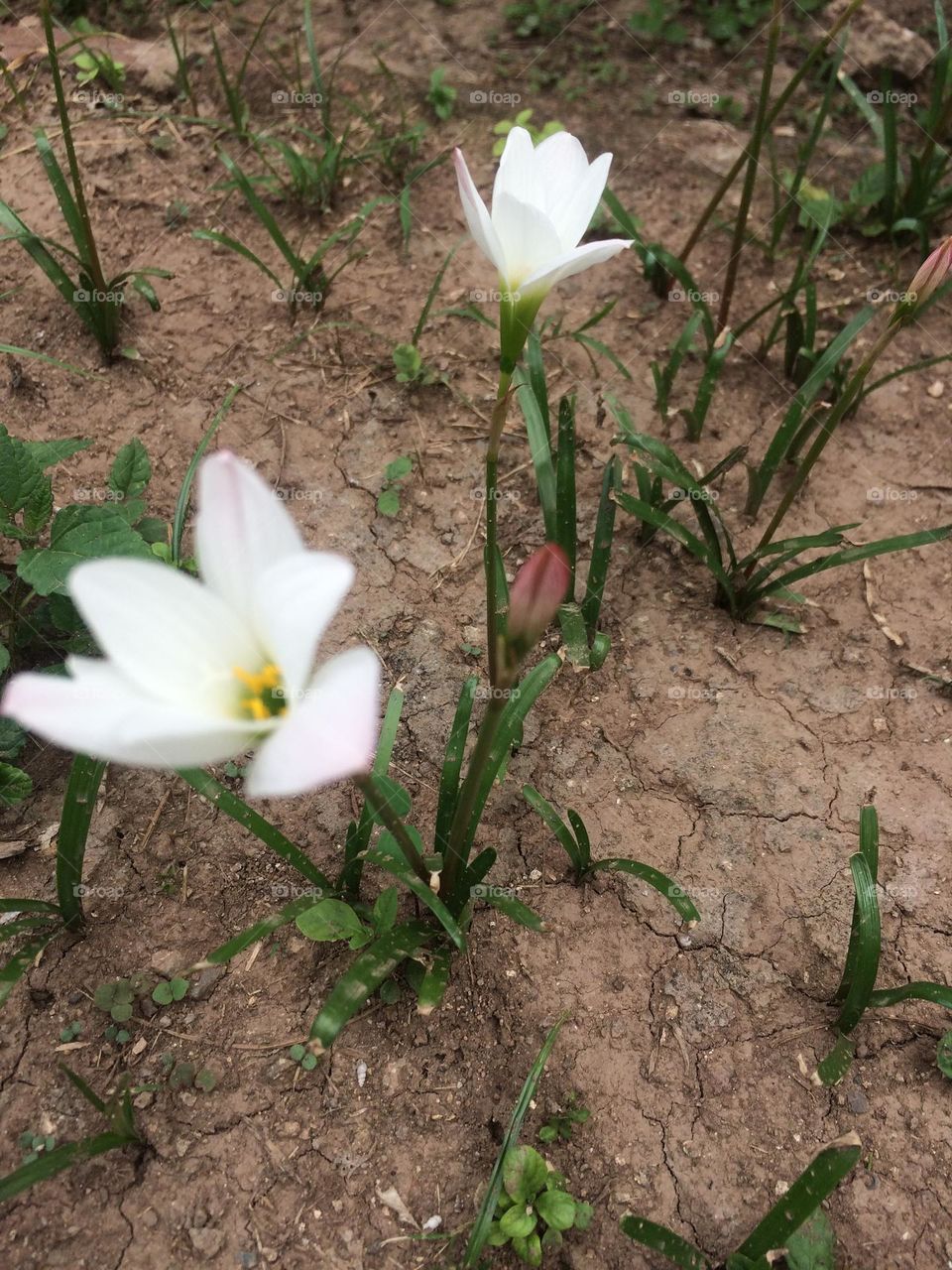 Lilies in Springtime!